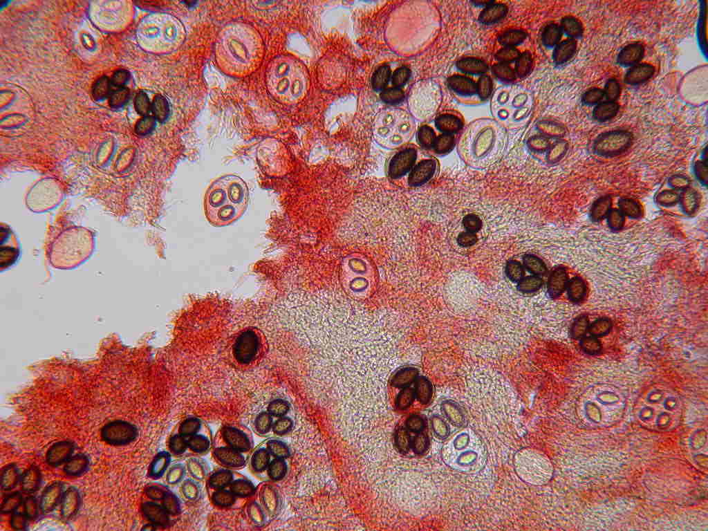 Con l''aiuto del microscopio... QUIZ